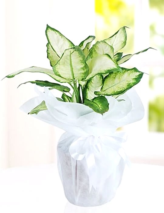 Dieffenbachia