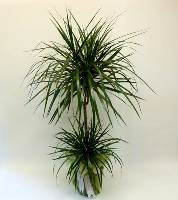 İki Köklü Zarif Dracena