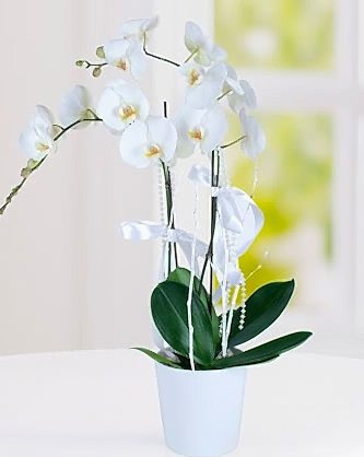 Phalaenopsis Orkide