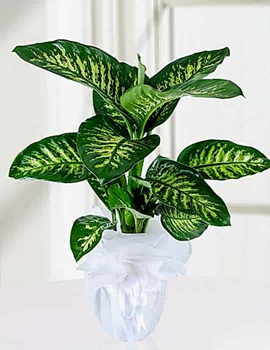 Tropik Dieffenbachia